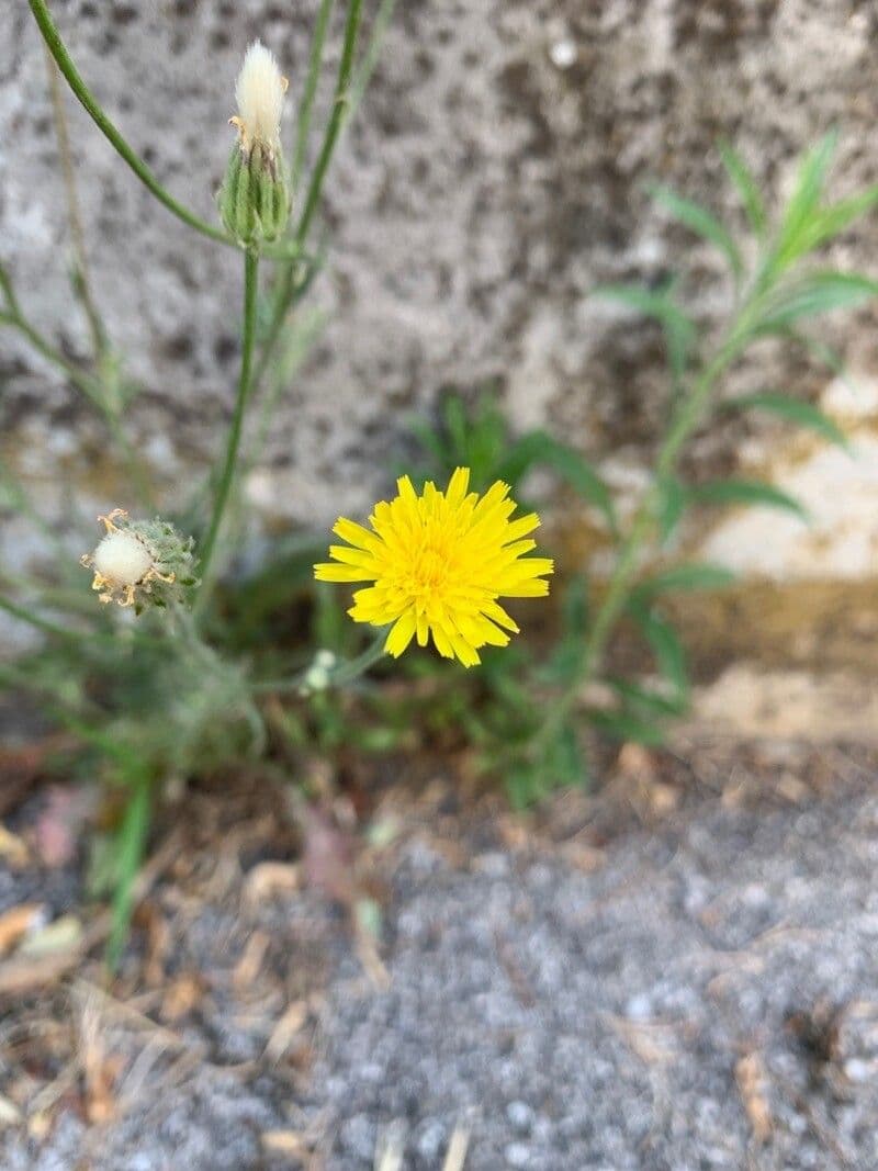 Dach-Pippau 3