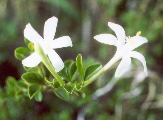 Turraea 3