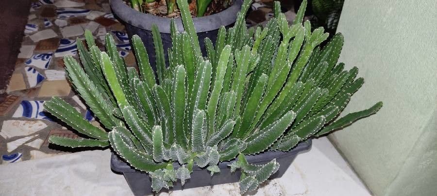 Stapelia 17