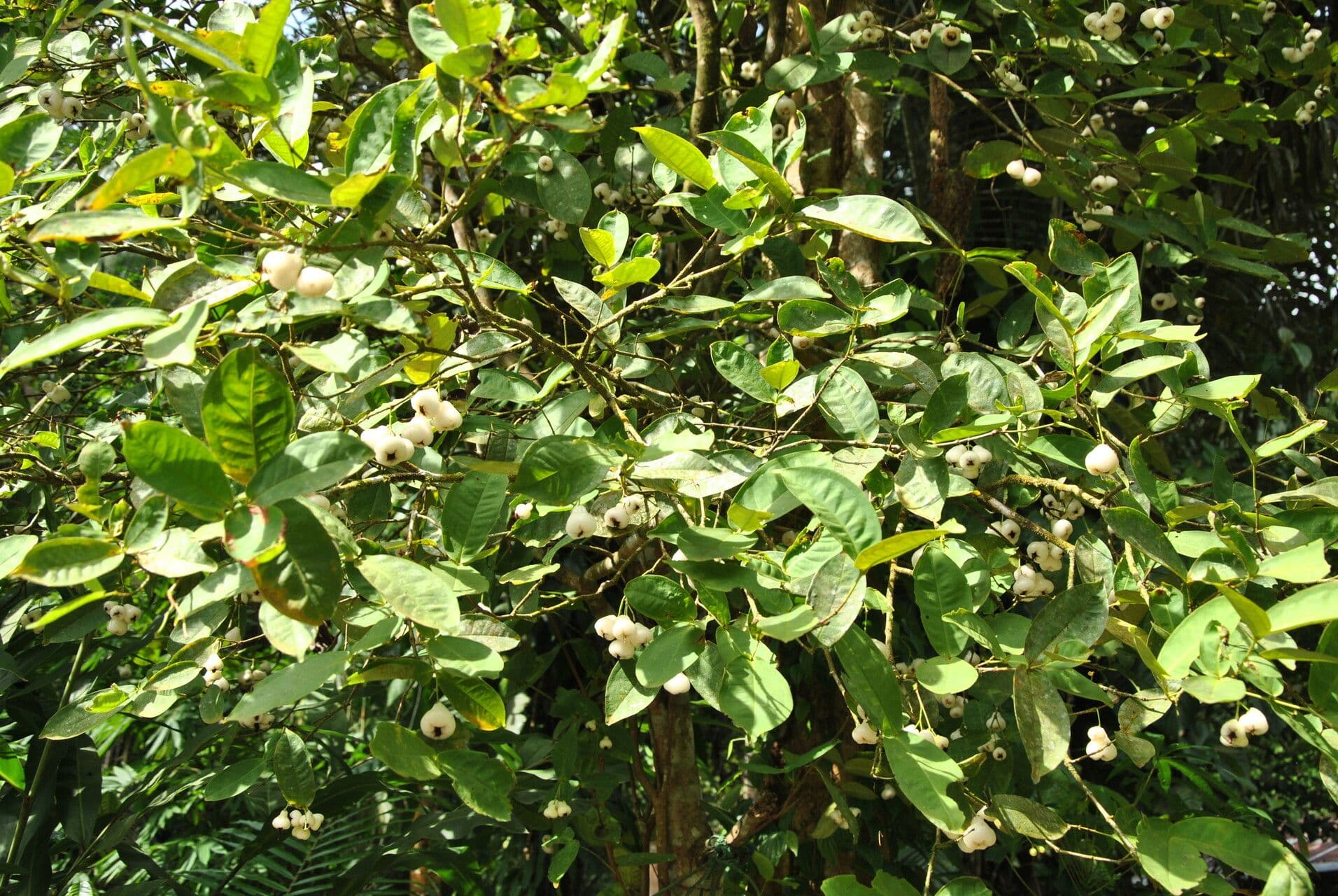 Pomme d'eau 21
