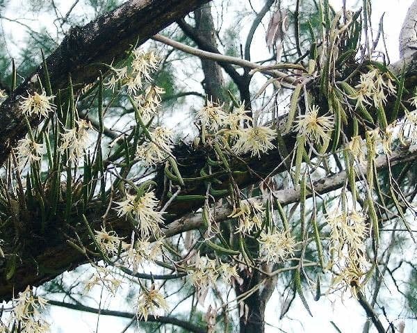 Dendrobium 5