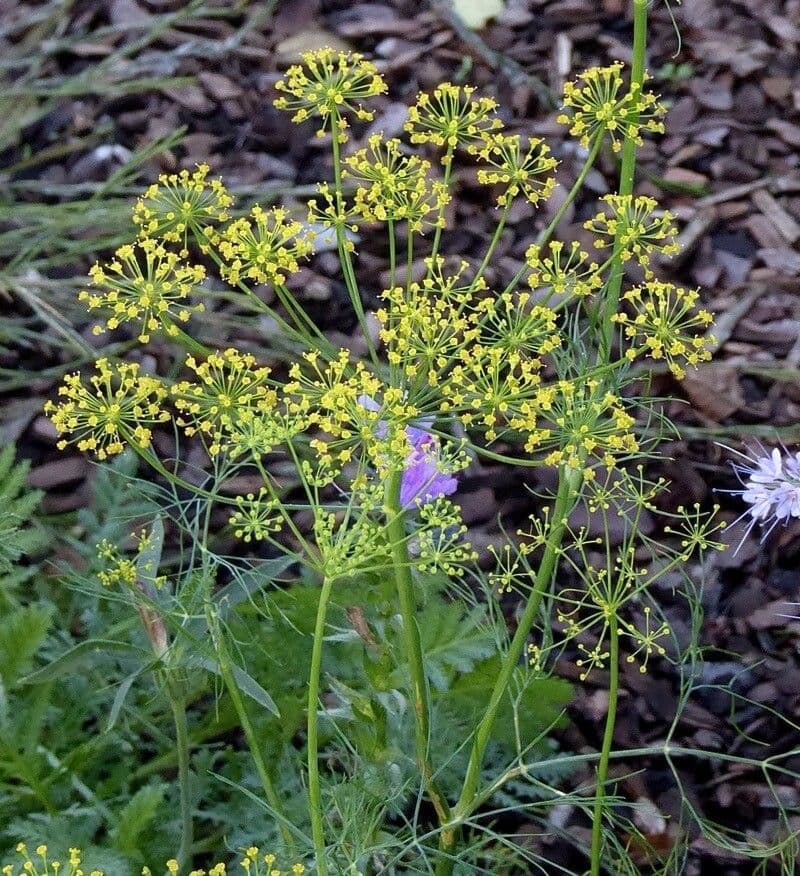 Dill 7