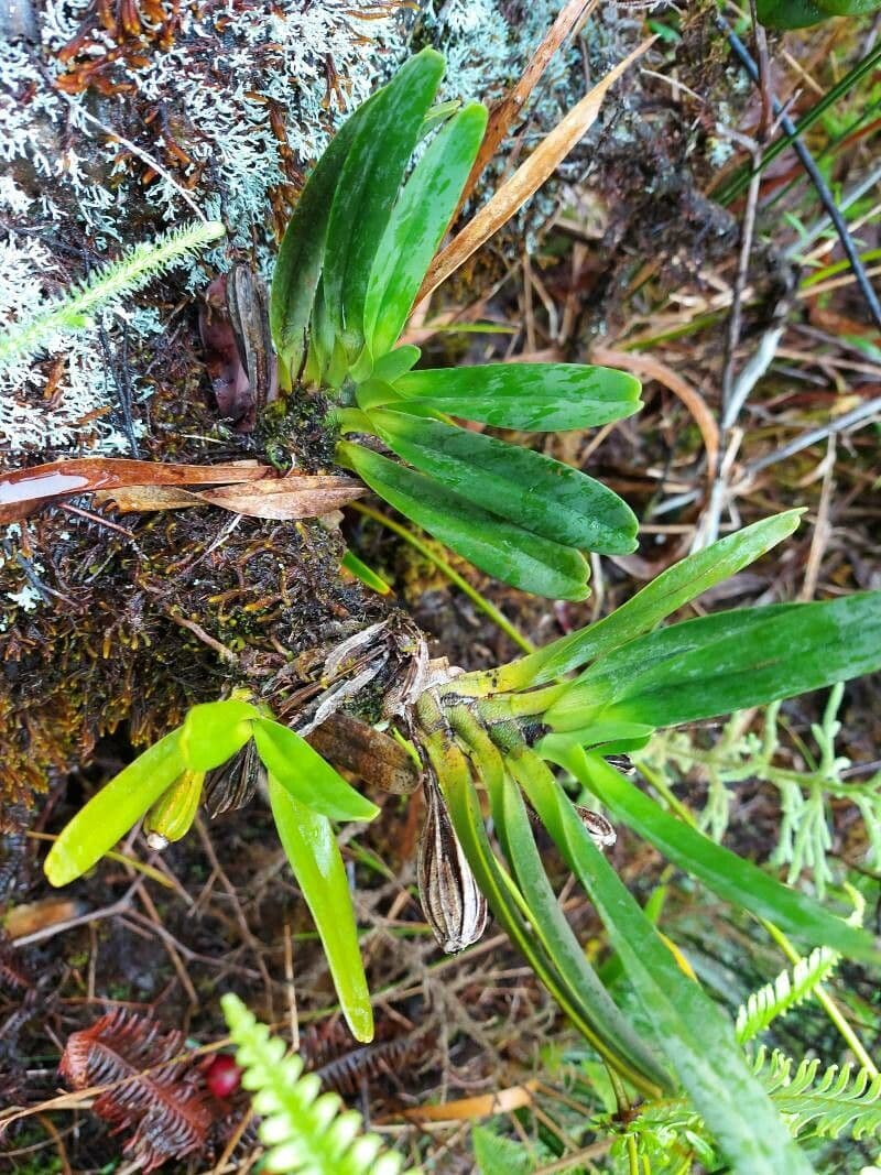 Angraecum 13