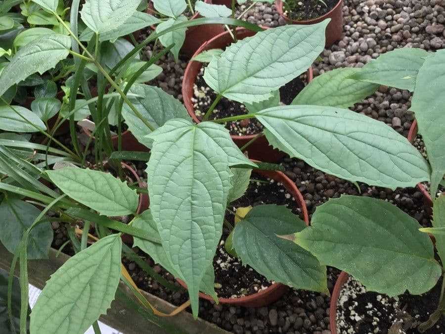 Oroxylum indiano 7
