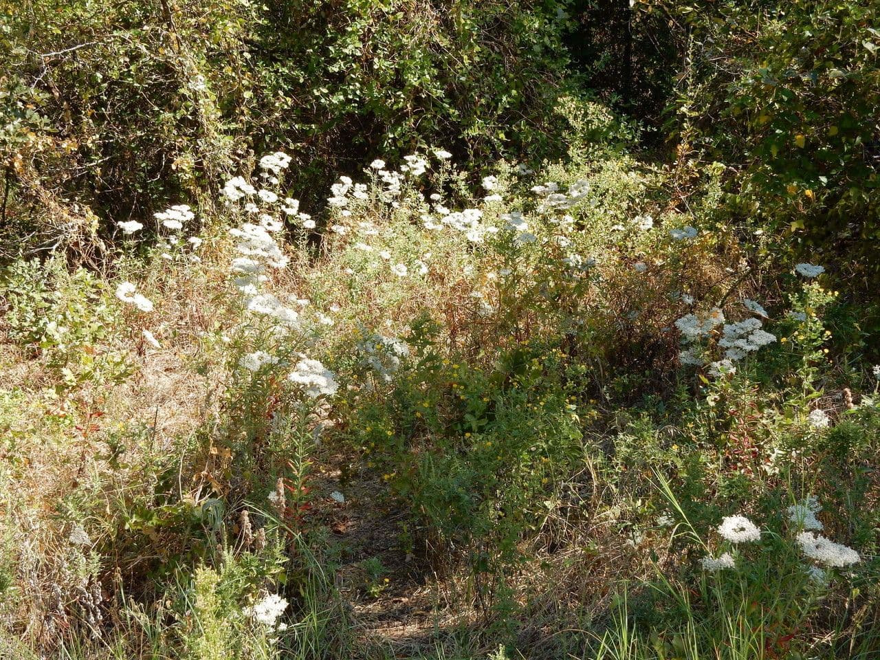 Vielblütiges Knöterich 14