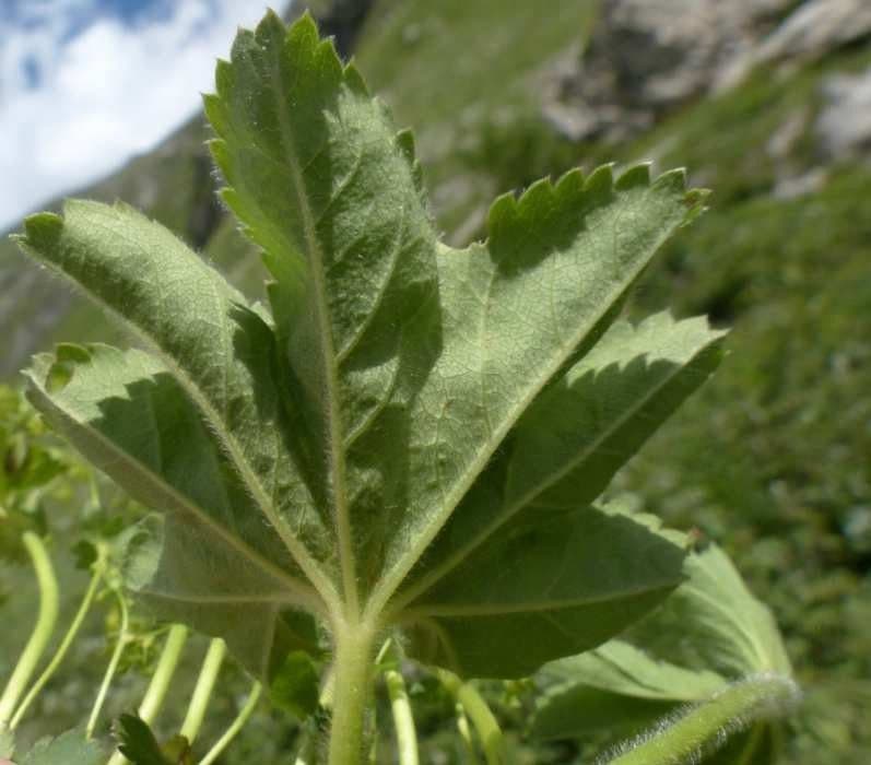 Alchemilla 5