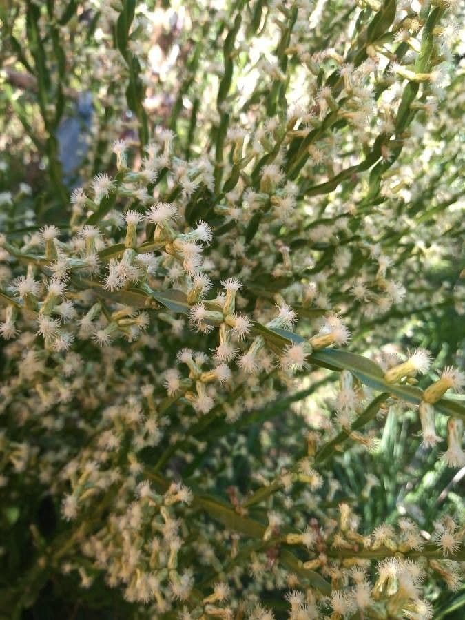 Baccharis trimera 9