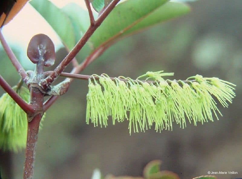 Cunonia 2