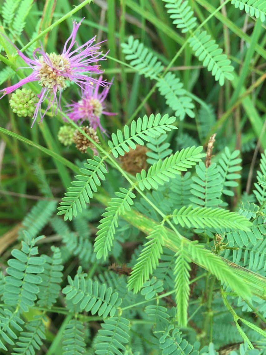 Mimosa quadrivalvis 13