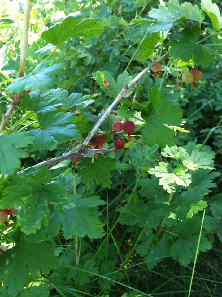 Ribes 5