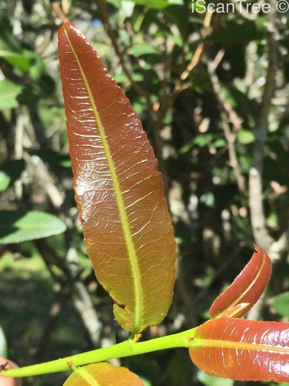 Ochna 3