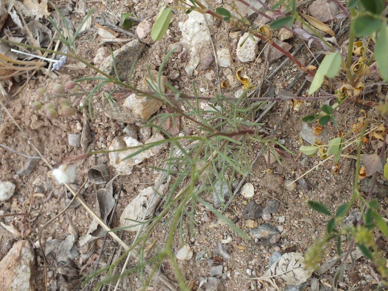 Ipomopsis a fiore lungo 3