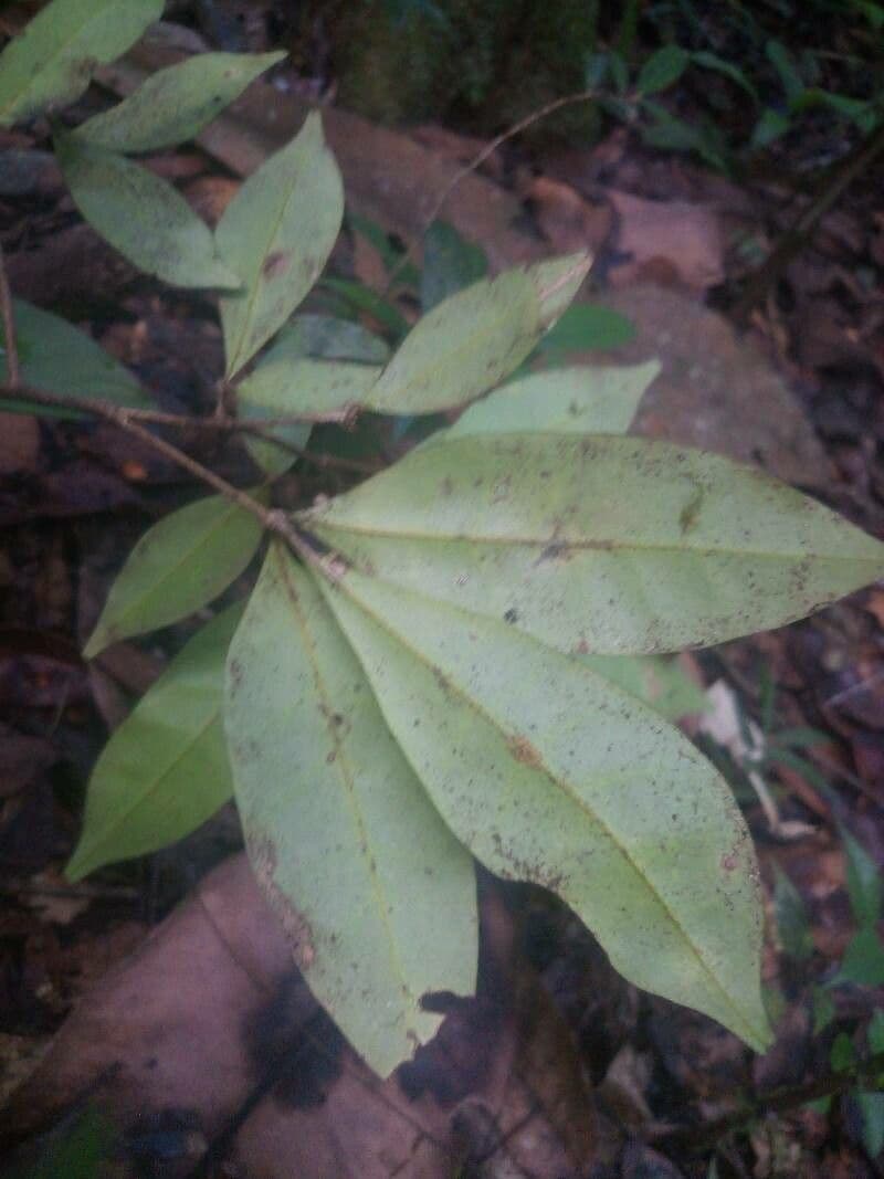 Simaba 9