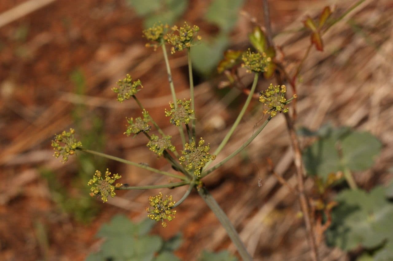 Lomatium 5