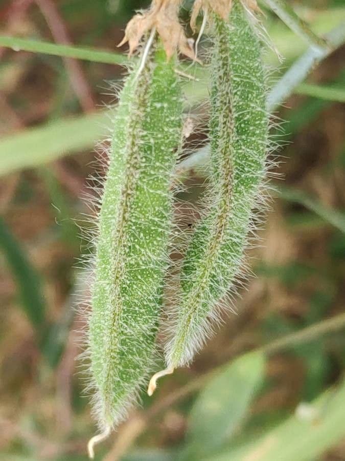 Cicerchia pelosa