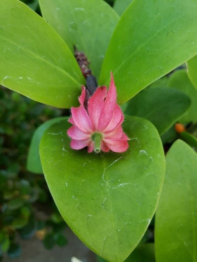 Hydnophytum