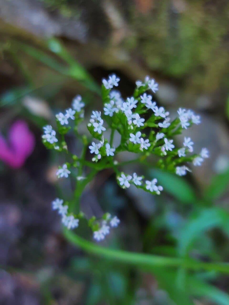 Valeriana trifogliata 7
