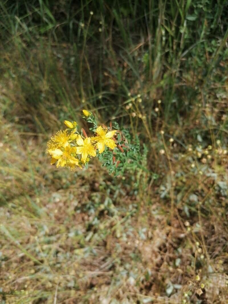 Erba di San Giovanni perforata 2