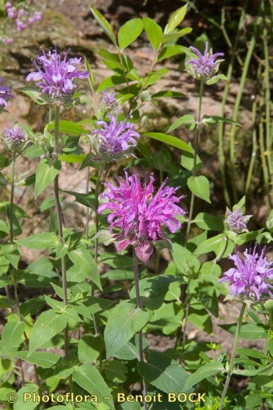Monarda 26
