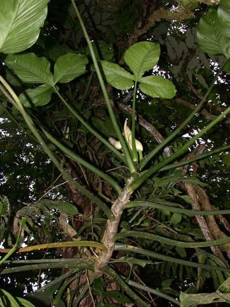 Philodendron 23