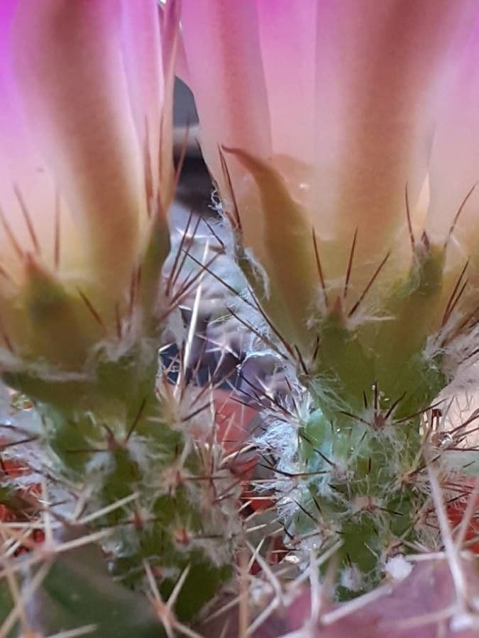 Cactus a cinque lobi 23