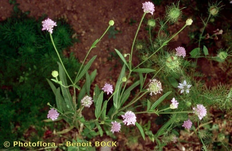 Cephalaria siriana