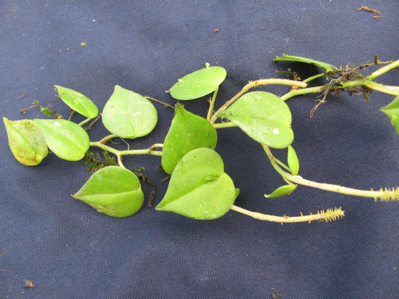 Pfeffernuss 23
