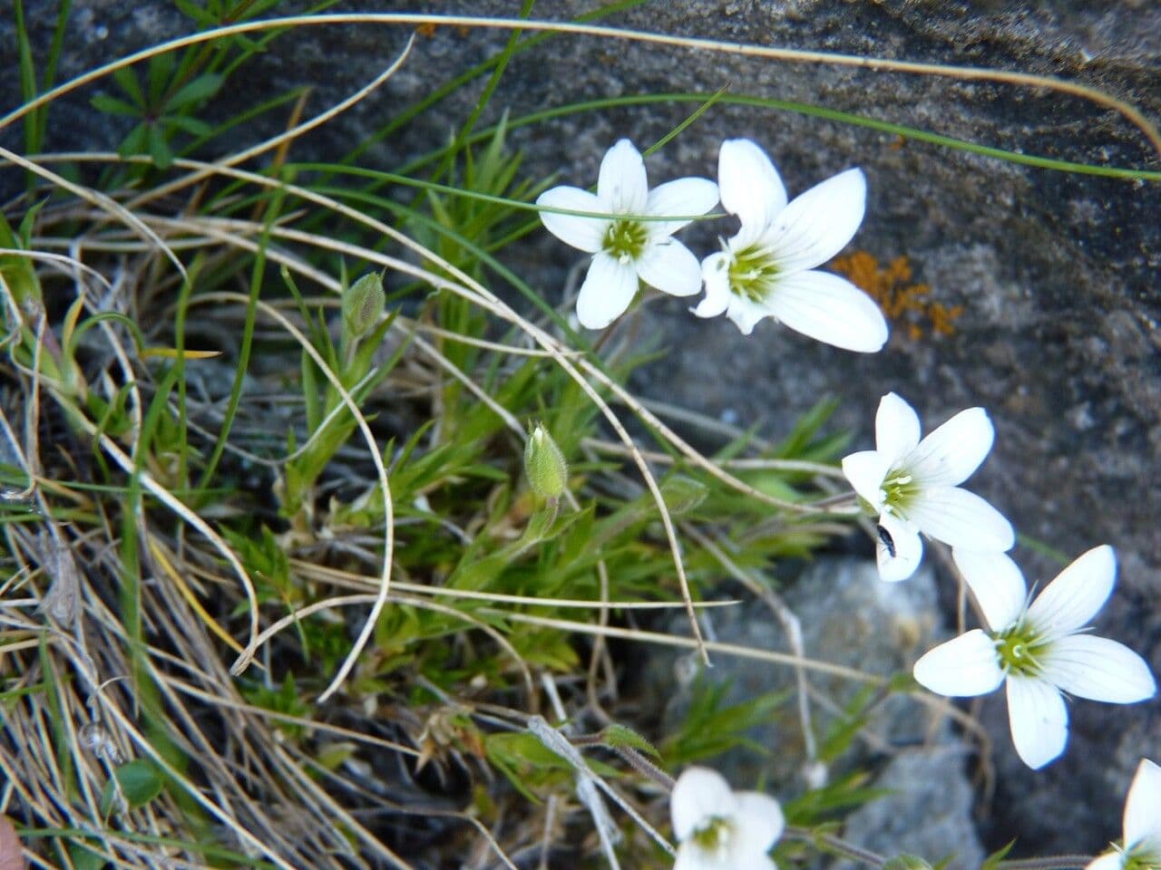 Arenaria grandiflora 20