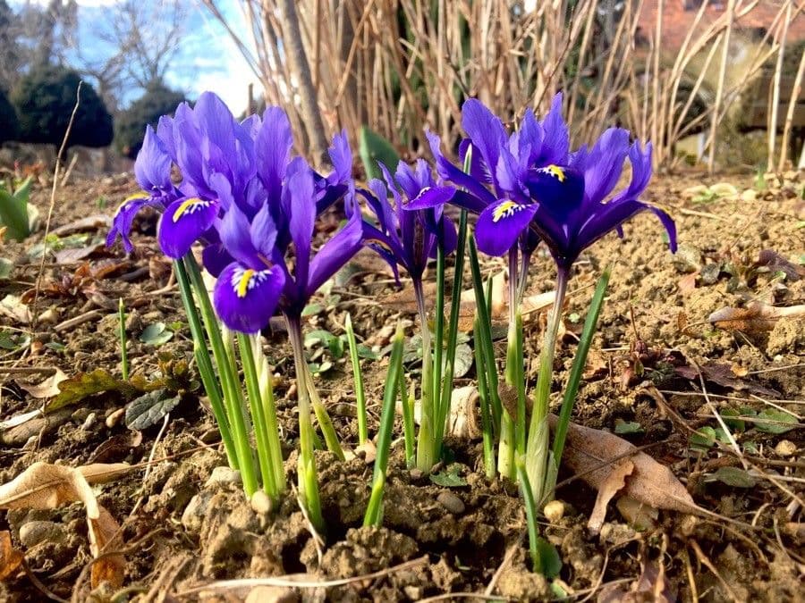 Iris spuria 8