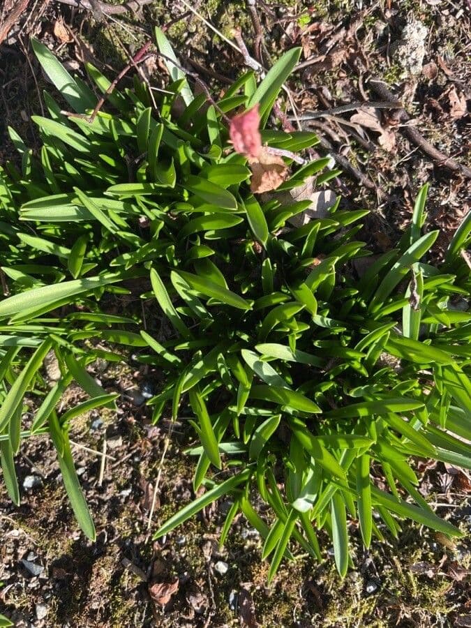 Scilla siberica 12