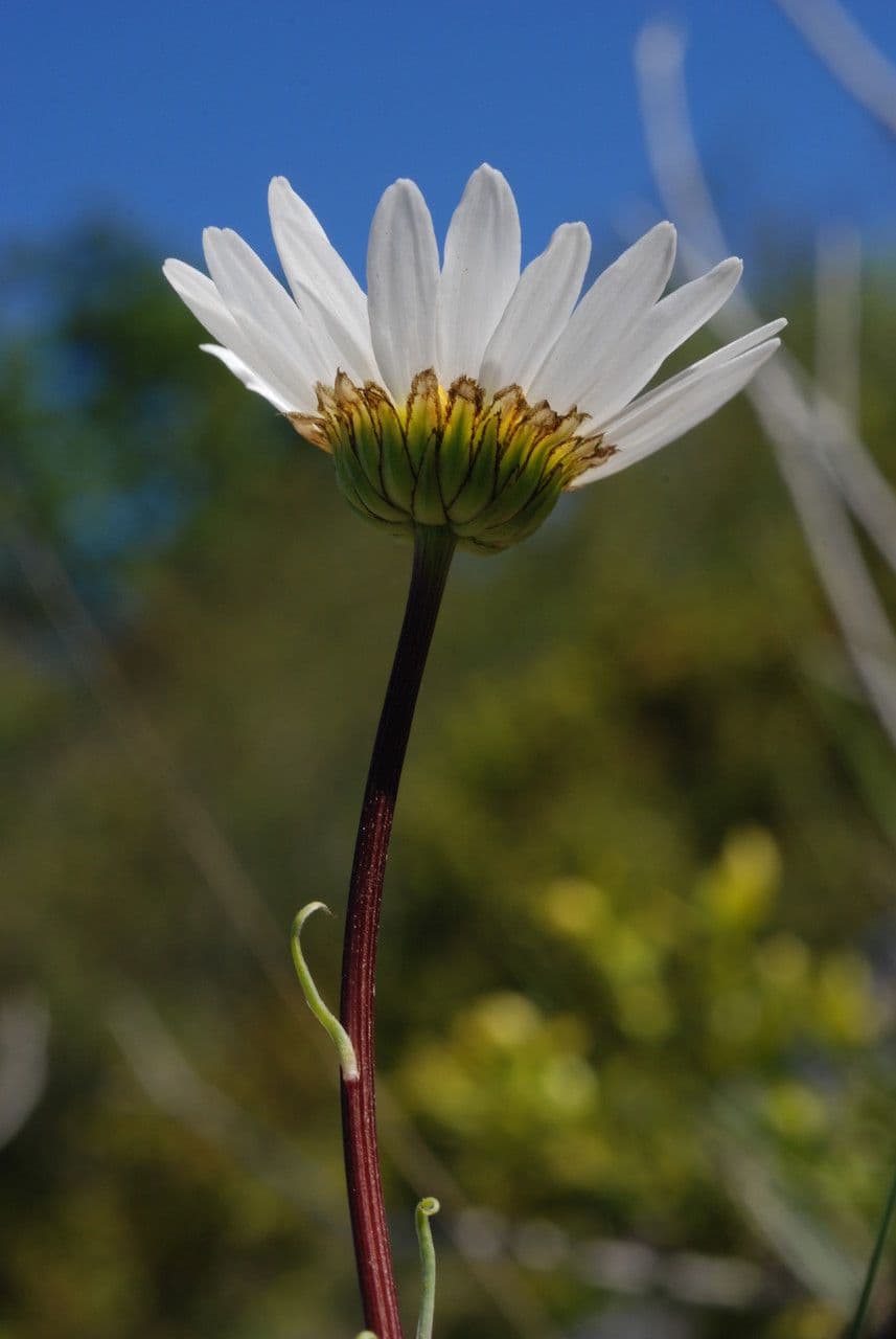 Burnats Margerite 3