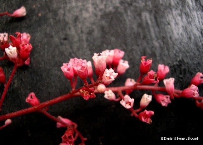 Acropogon 8