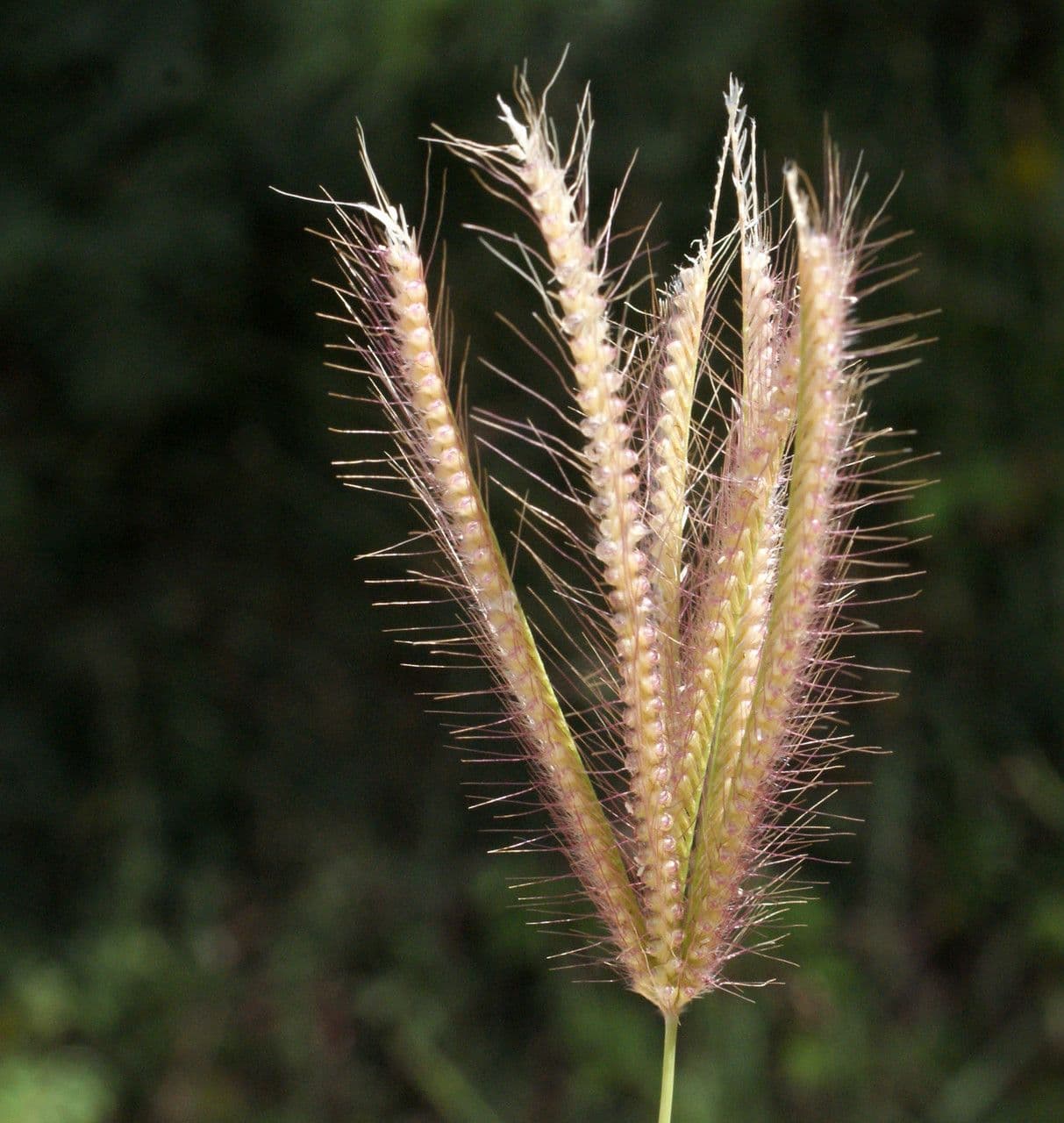 Chloris barbata 3