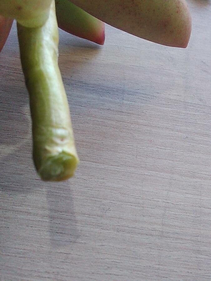 Pianta fantasma 22