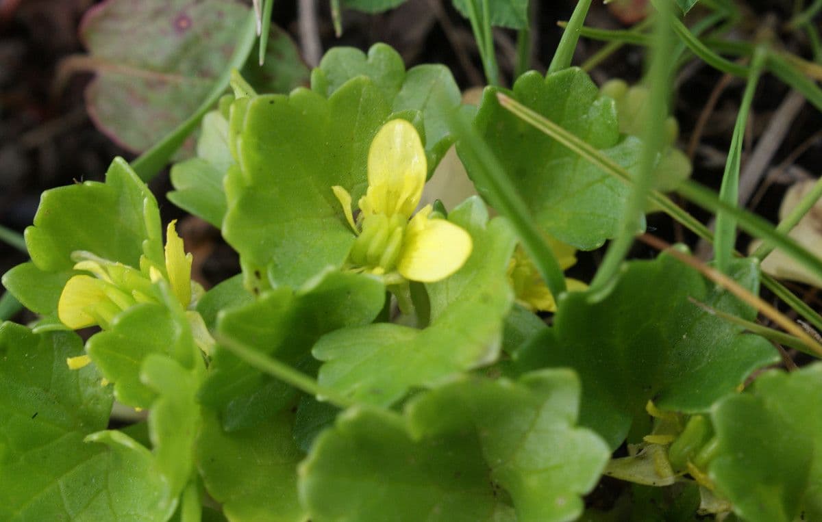 Ranunculus parviflorus 8