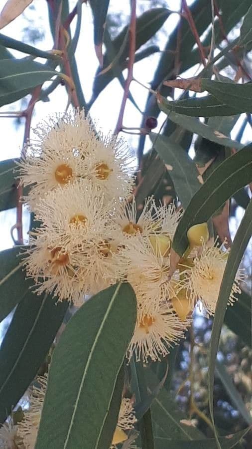 Blauer Eukalyptus 7