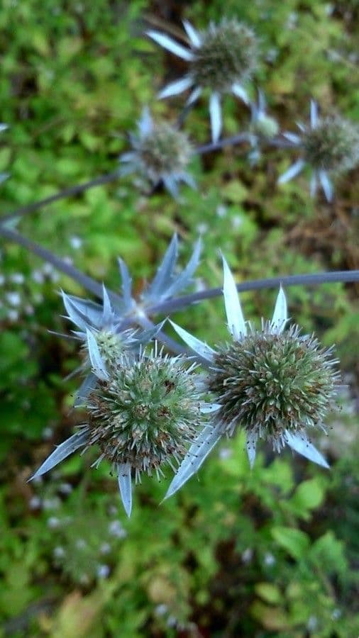 Edeldistel 7