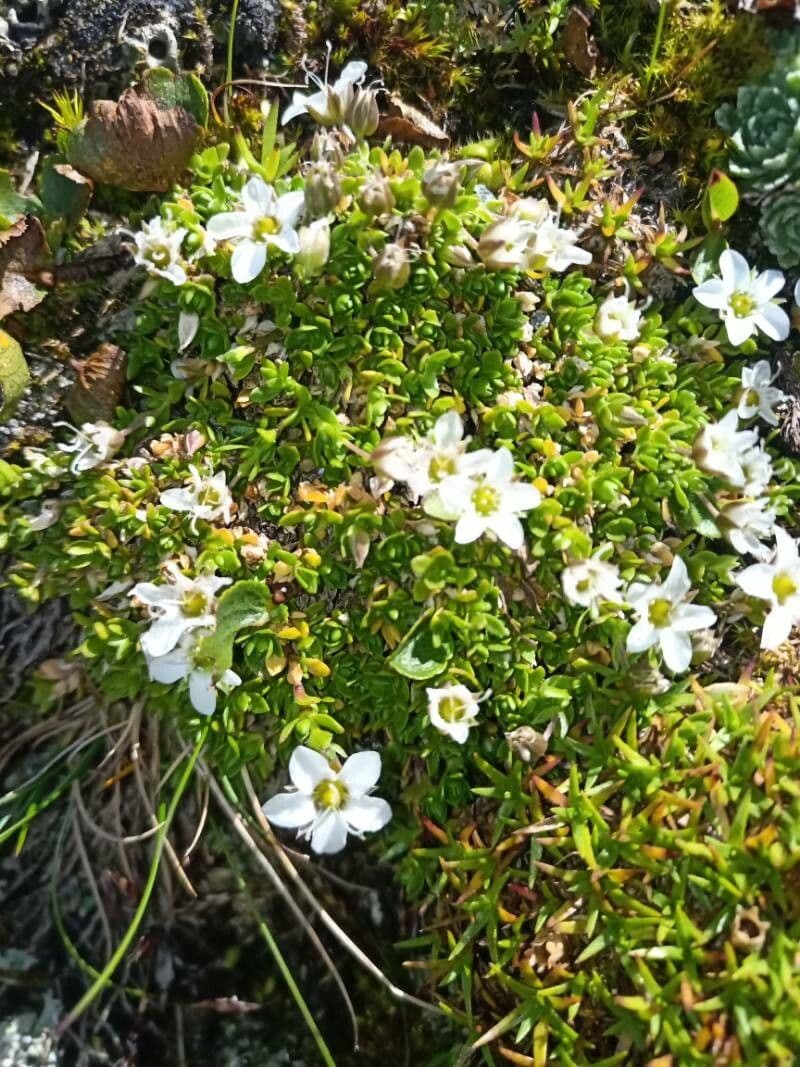 Arenaria biflora 12