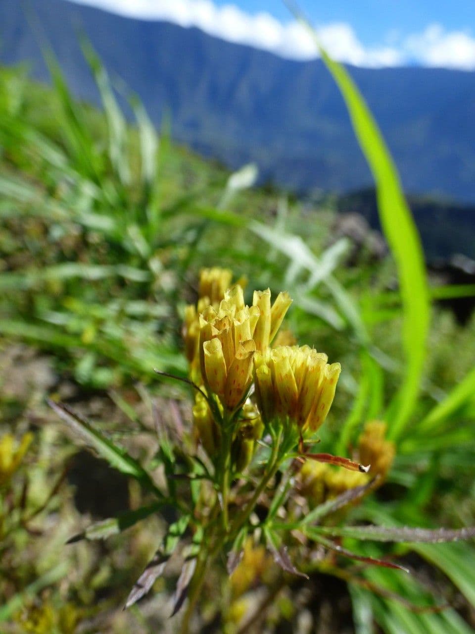 Tagetes minuta 2