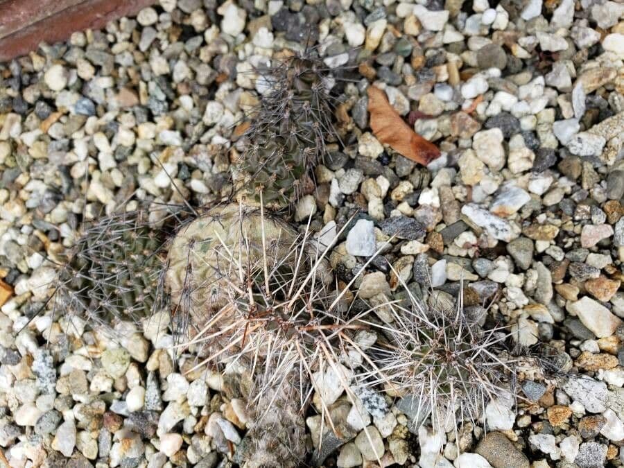 Nopal espinoso 13