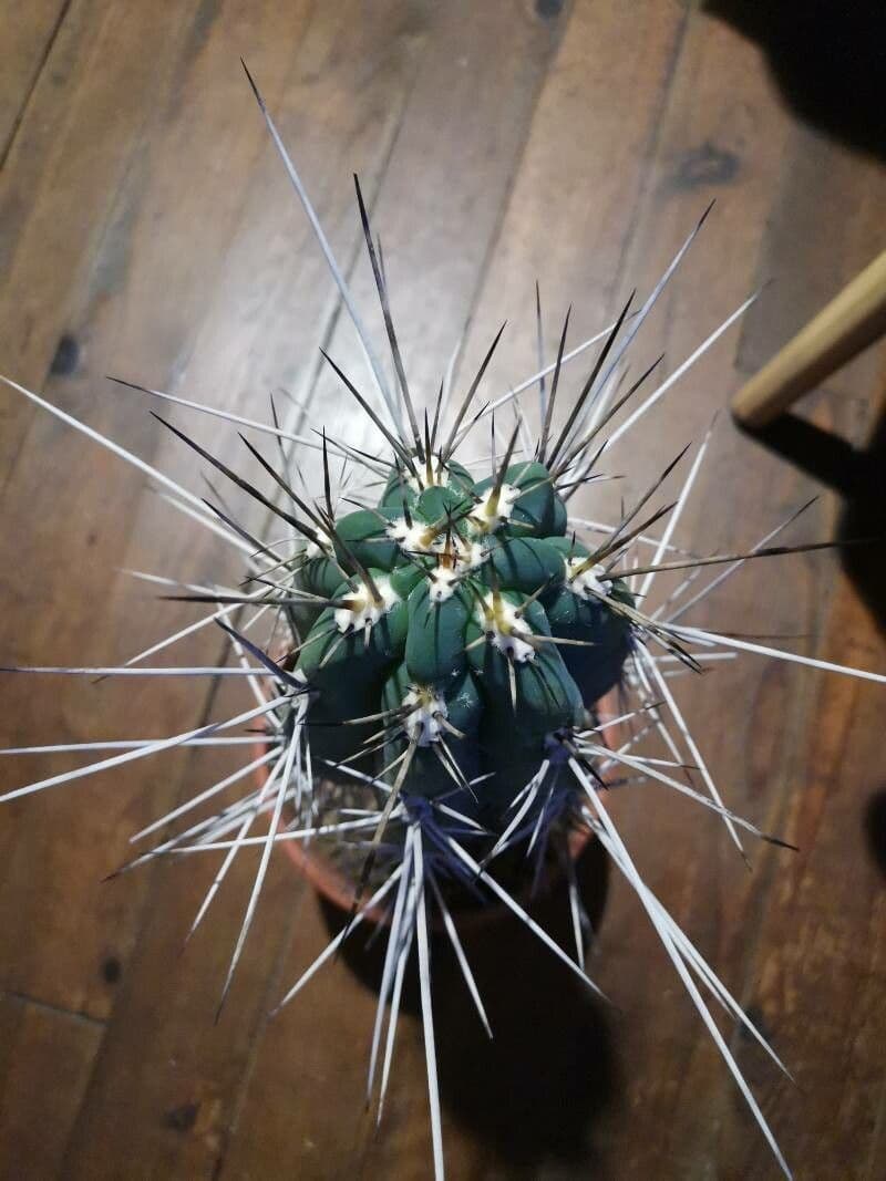 Cactus stuzzicadenti
