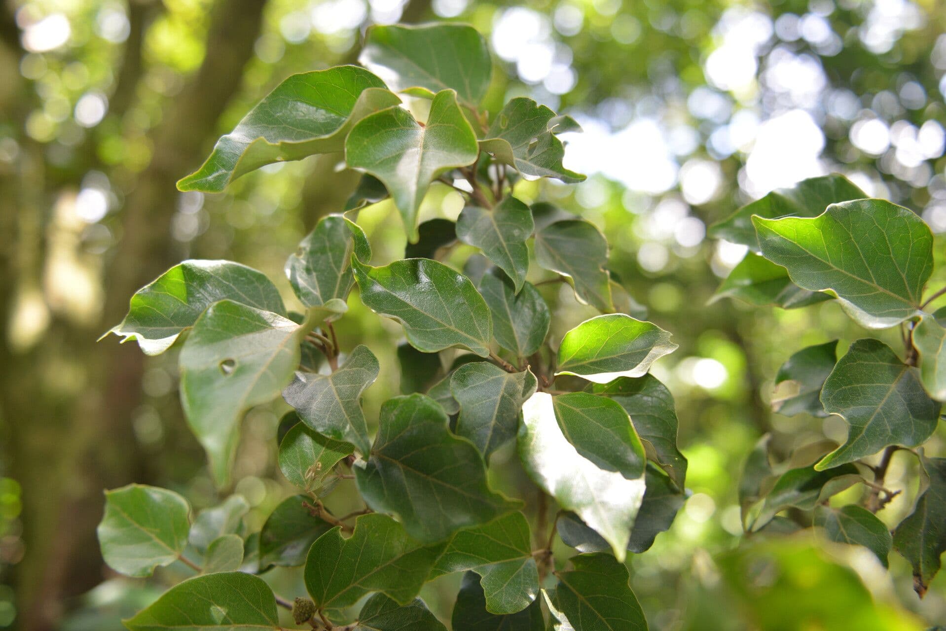 Croton niveo 11