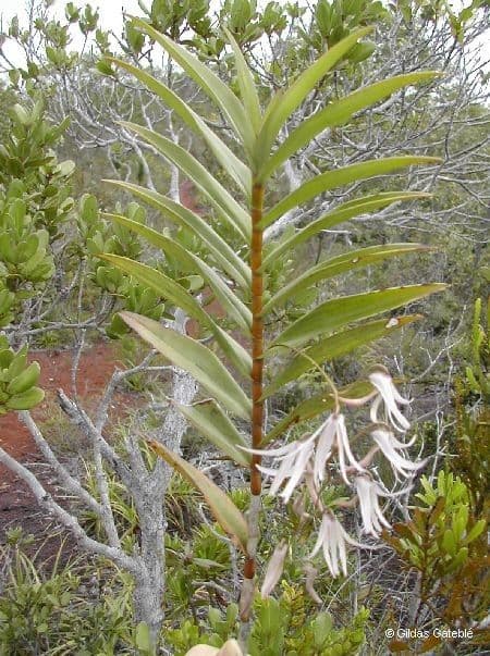 Dendrobium 12