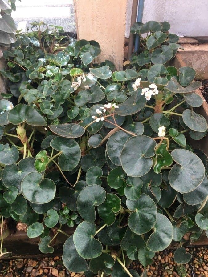 Begonia 3