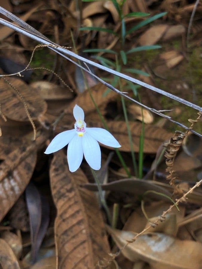 Caladenia 6