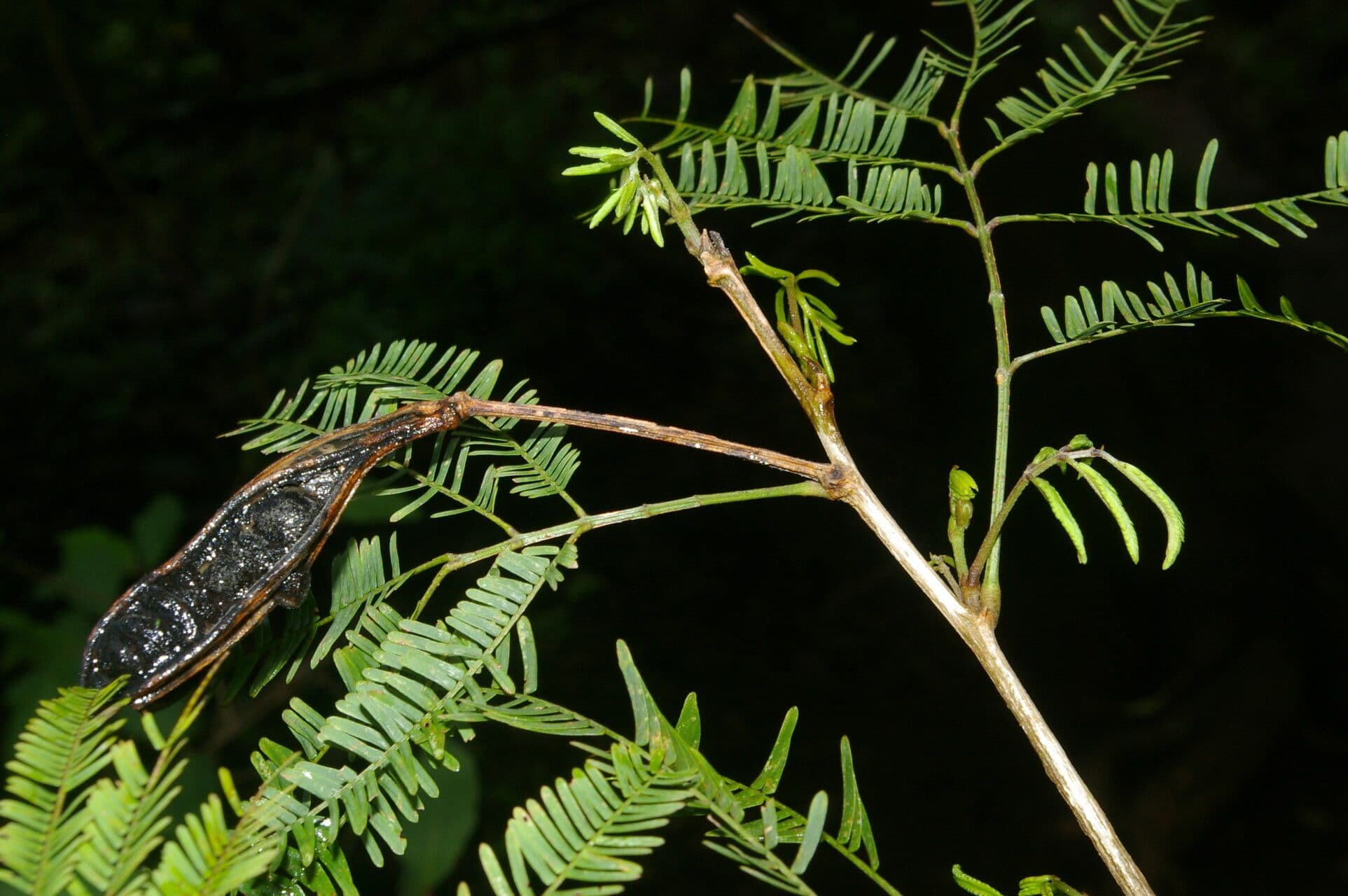 Weiße Calliandra 15