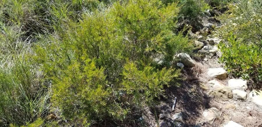 Allocasuarina