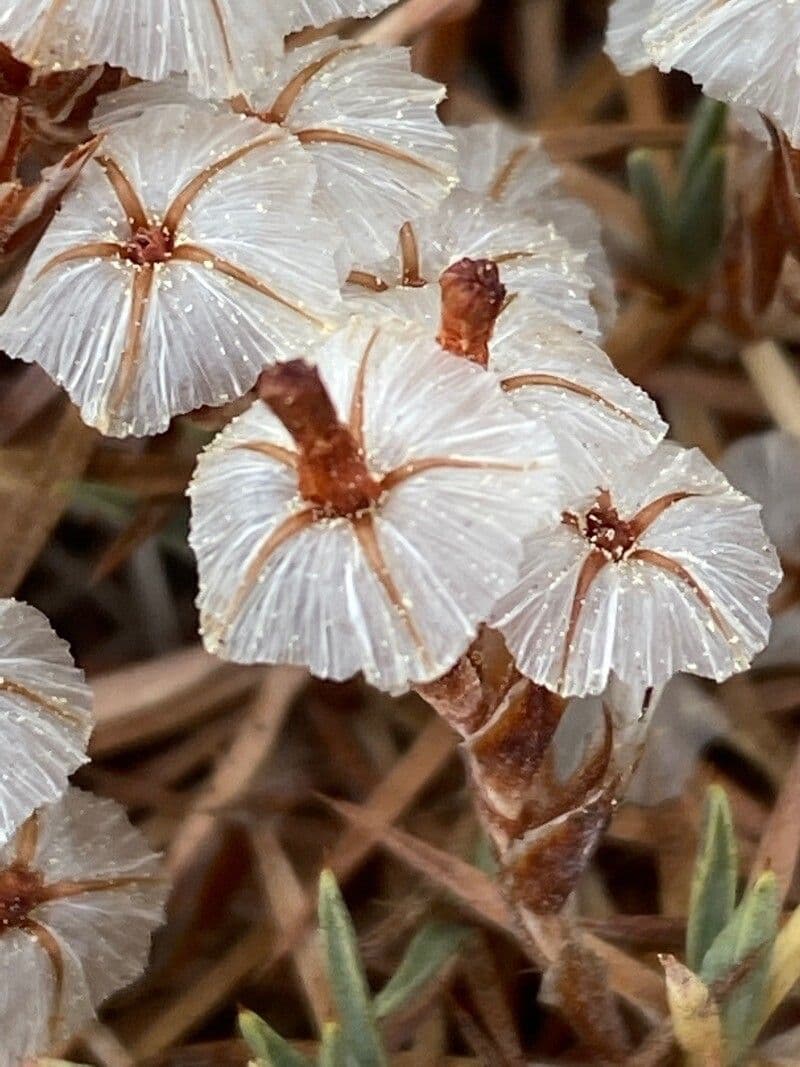 Acantholimon