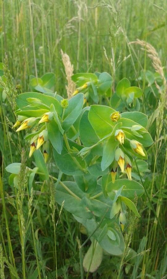 Cerinthe minor 10