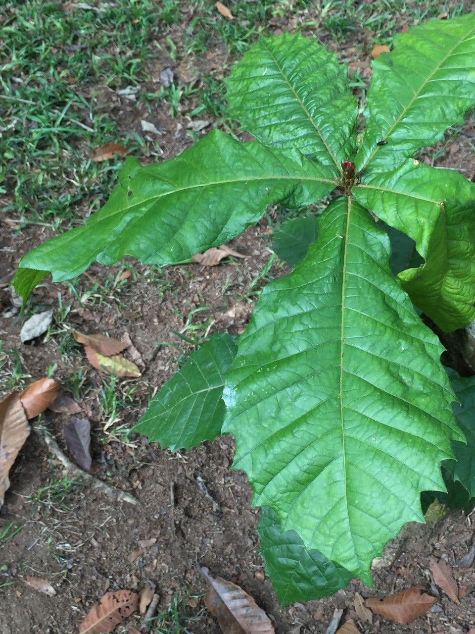 Quercia